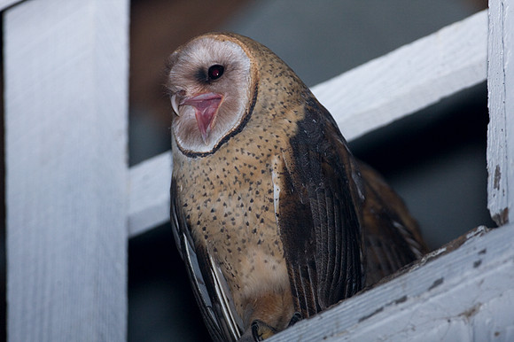 Western Barn Owl (Tyto alba)
