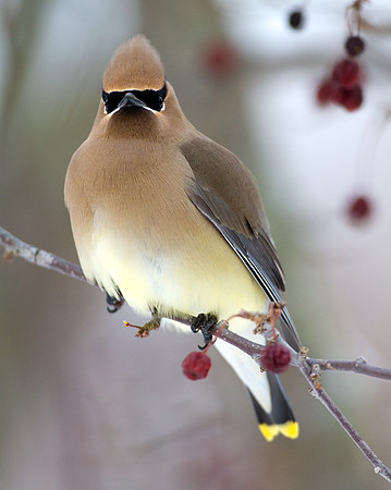 Cedar Waxwing (Bombycilla cedrorum)