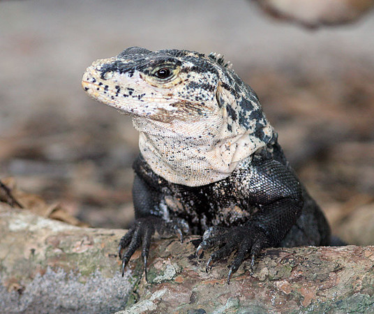 Spiny-tailed Iguana (Ctenosaura similis)
