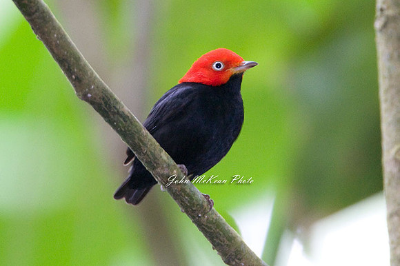 Red-capped Manakin (Pipra mentalis) male