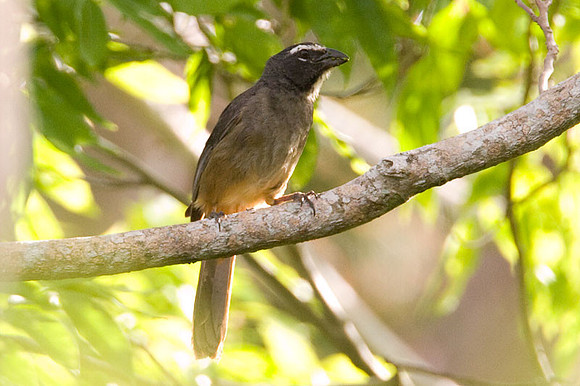 Greyish Saltator (Saltator coerulescens)