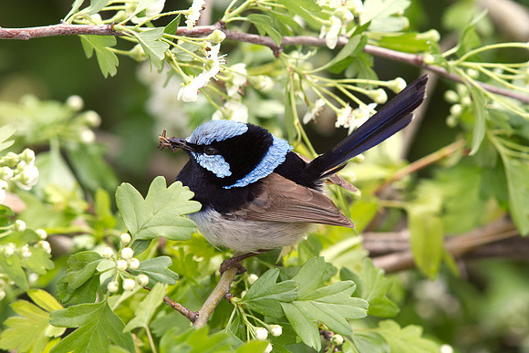 Superb fairywren (Malurus cyaneus) Male