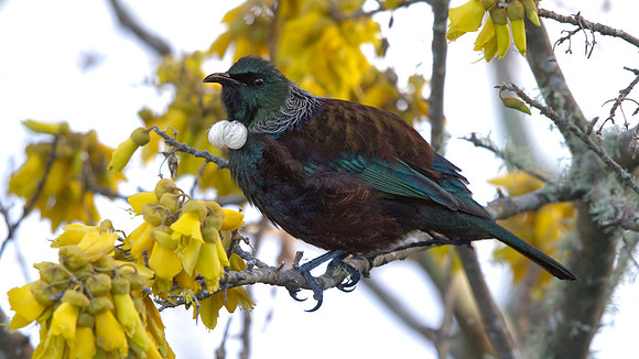 Tui (Prosthemadera novaeseelandiae)