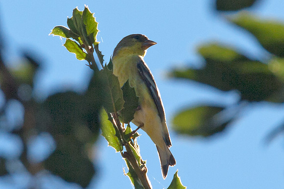 Lesser Goldfinch (Carduelis psaltria) also known as Dark-backed Goldfinch