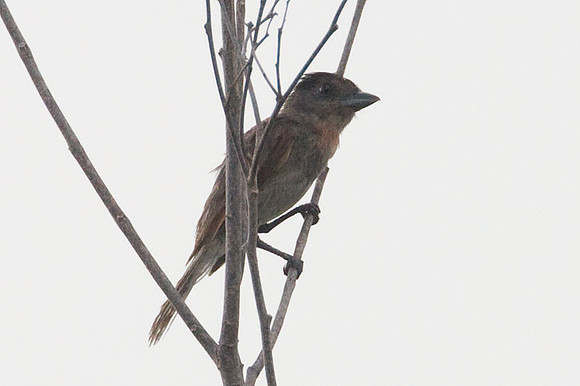 Rose-throated Becard (Pachyramphus aglaiae)