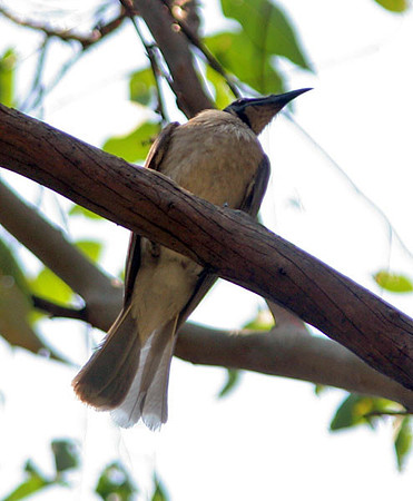 Noisy Friarbird (Philemon corniculatus)
