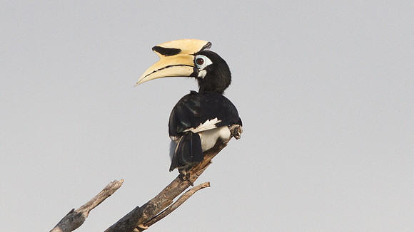 Oriental pied hornbill (Anthracoceros albirostris)