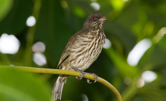 Palmchat (Dulus dominicus)