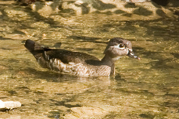 Wood Duck or Carolina Duck (Aix sponsa) female