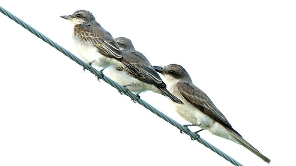 Loggerhead Kingbird ? (Tyrannus caudifasciatus)