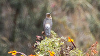 Giant Hummingbird (Patagona gigas)