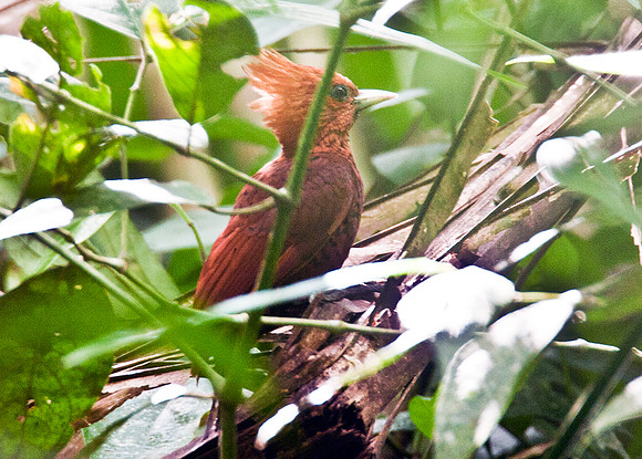 Chestnut-coloured Woodpecker (Celeus castaneus) female