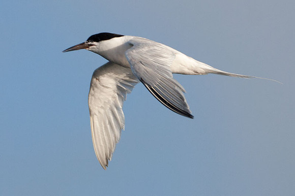 Roseate Tern (Sterna dougallii)