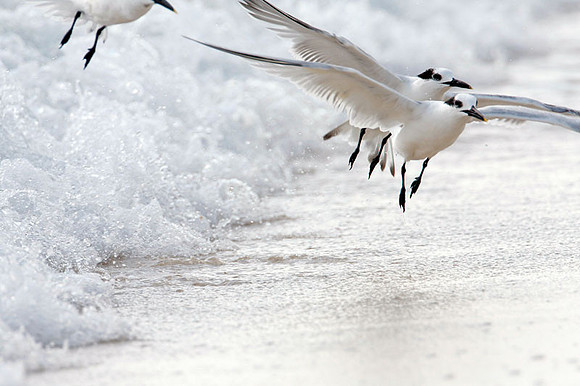 Sandwich Tern (Thalasseus sandvicensis)