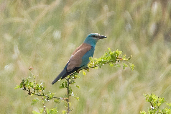 European Roller (Coracias garrulus)