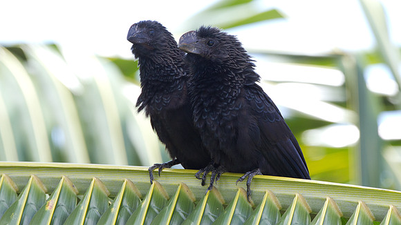 Smooth-billed Ani (Crotophaga ani)
