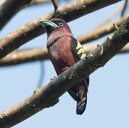 Banded broadbill (Eurylaimus javanicus) Male