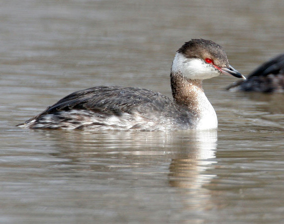 Horned Grebe (Podiceps auritus) winter plumage; also known as Slavonian Grebe