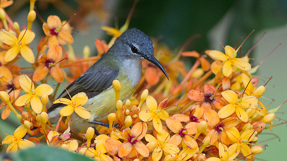 Copper-throated Sunbird (Nectarinia calcostetha) female