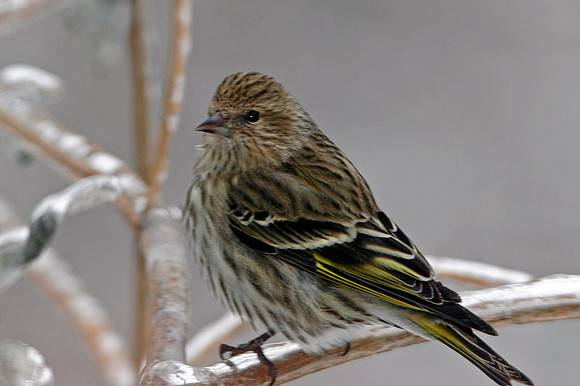 Pine Siskin (Carduelis pinus)