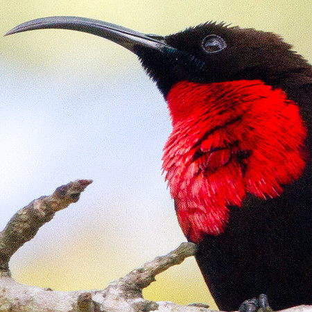 Scarlet-chested Sunbird (Chalcomitra senegalensis)