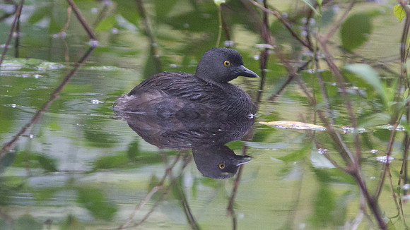 Least Grebe (Tachybaptus dominicus)