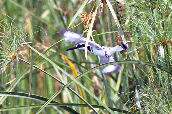 Pied Kingfisher (Ceryle rudis)