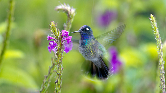Violet-headed Hummingbird (Klais guimeti)