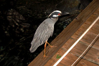 Yellow-crowned Night-Heron (Nyctanassa violacea)