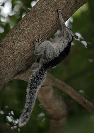 Variegated Squirrel (Sciurus variegatoides)