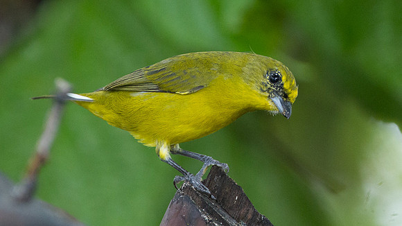 Thick-billed Euphonia (Euphonia laniirostris)