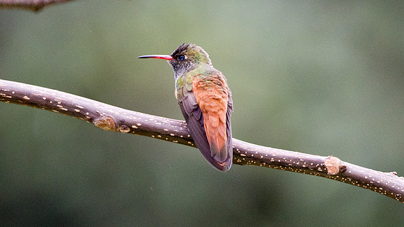 Amazilia Hummingbird (Amazilia amazilia)