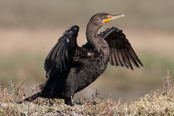 Double-crested Cormorant (Phalacrocorax auritus)