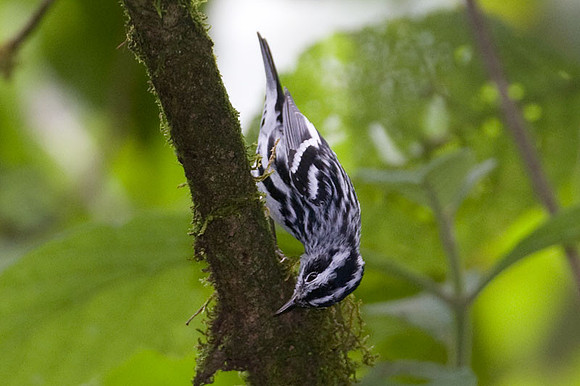 Black-and-white Warbler (Mniotilta varia)