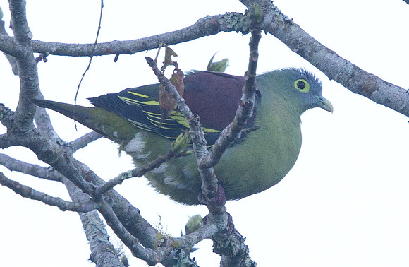 Grey-cheeked green pigeon (Treron griseicauda)
