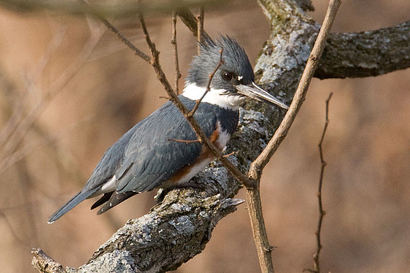 Belted Kingfisher (Megaceryle alcyon)