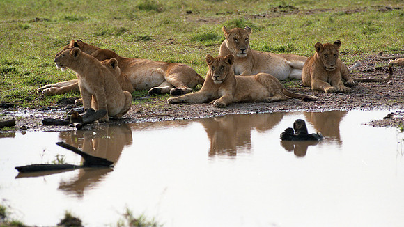 1988 Africa Lion cubs img456