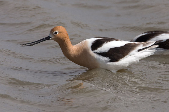American Avocet (Recurvirostra americana)