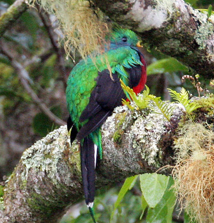 Resplendent Quetzal (Pharomachrus mocinno) male