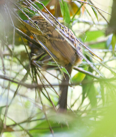 Long-tailed Antbird (Drymophila caudata)