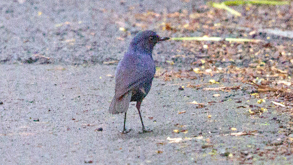 Javan whistling thrush (Myophonus glaucinus)
