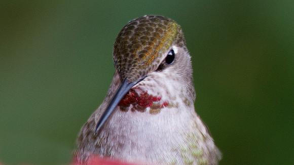 Anna's Hummingbird (Calypte anna)