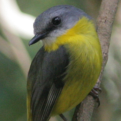 Eastern Yellow Robin (Eopsaltria australis)
