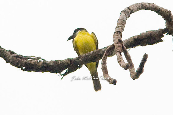 Lesser Kiskadee (Pitangus lictor)