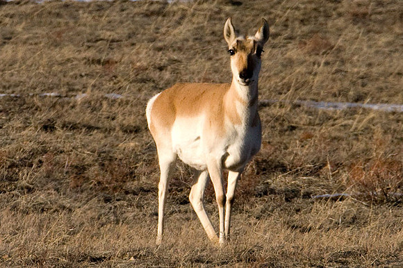 Pronghorn (Antilocapra americana)