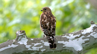 Red-shouldered hawk (Buteo lineatus)