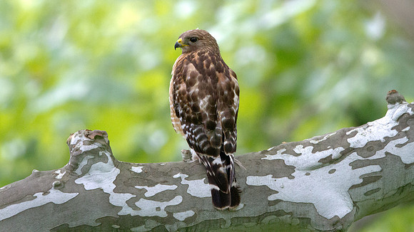 Red-shouldered hawk (Buteo lineatus)