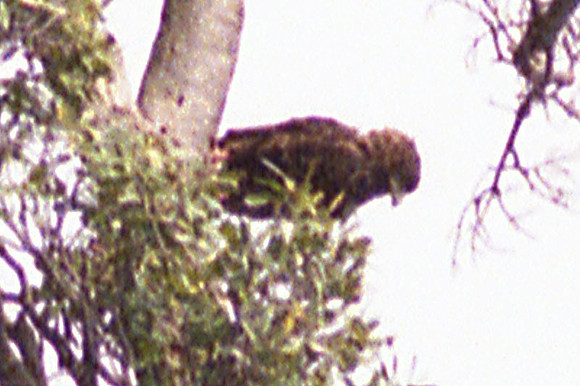 Bateleur (Terathopius ecaudatus)