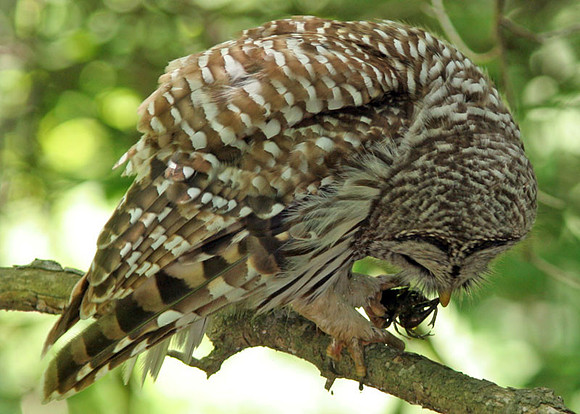 Barred Owl (Strix varia)