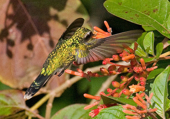 Cozumel Emerald (Chlorostilbon forficatus) female